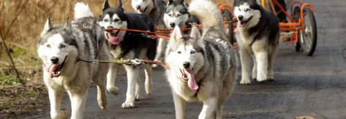 Un baptême en chiens de traineaux dans la région