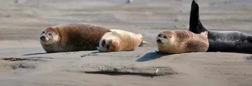 Découvrez la Baie de Somme