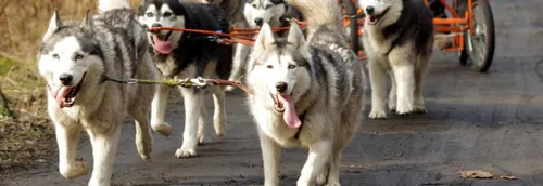 Un baptême en chiens de traineaux dans la région