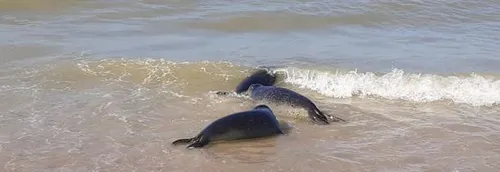 On a assisté au relâché en mer de phoques à Sangatte !
