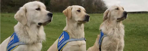 Dans les coulisses des chiens guides