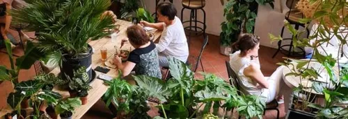 Sapins bio, écolo, coupés ? Comment s'y retrouver ? Reportage à La...