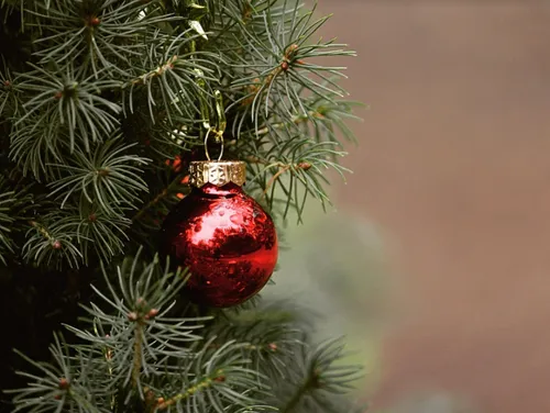 Comment bien recycler son sapin après les fêtes ?