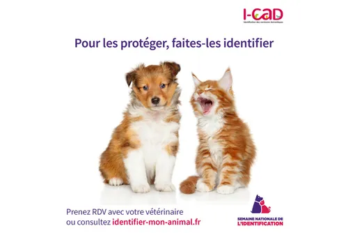 Faut-il identifier ses animaux de compagnie ?