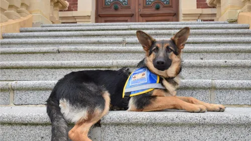 Et si vous deveniez famille d'accueil pour un chien guide ?