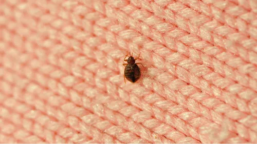 Comment lutter ou neutraliser les punaises de lit ?