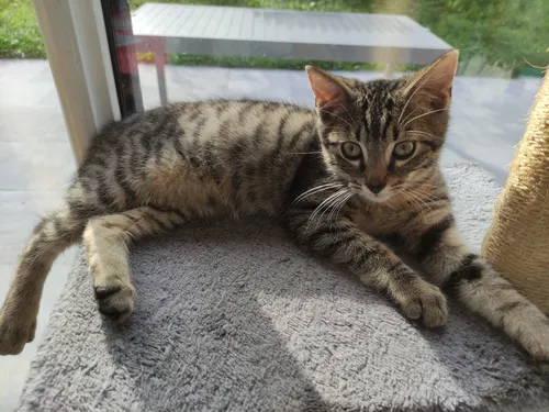 L'Ecole du Chat vous attend au premier salon de l'animal à...