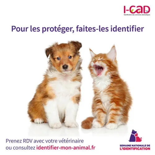 Faut-il identifier ses animaux de compagnie ?