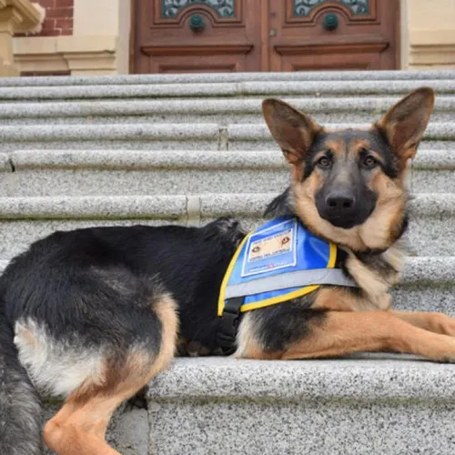 Et si vous deveniez famille d'accueil pour un chien guide ?