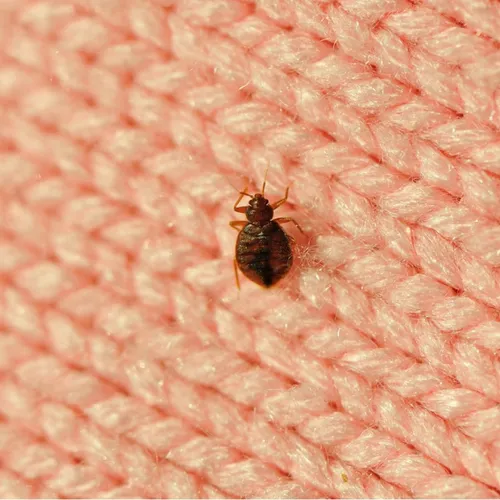 Comment lutter ou neutraliser les punaises de lit ?