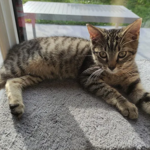 L'Ecole du Chat vous attend au premier salon de l'animal à...