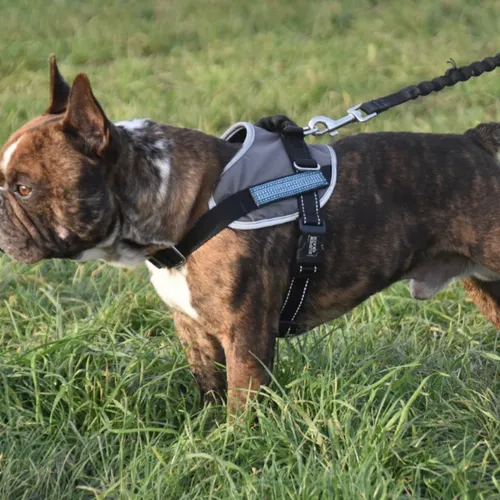 Pourquoi votre chien doit-il parfois être tenu en laisse ?