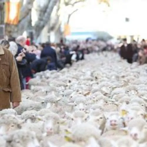 Vivez la tradition provençale au coeur de la fête des bergers à...