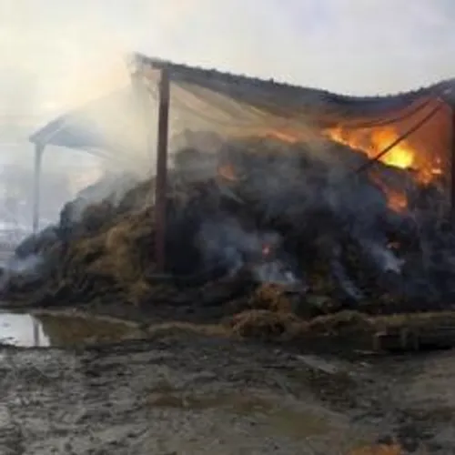 Près de 200 agneaux périssent dans les flammes en Camargue.