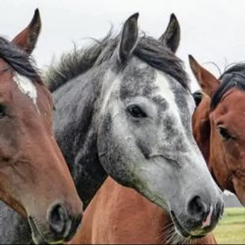 Gard : l'ex-manadier qui maltraitait ses chevaux condamné.