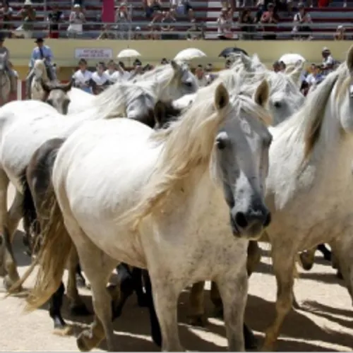 Saintes-Maries-de-la-Mer : la Feria du cheval s'annonce mouvementée.