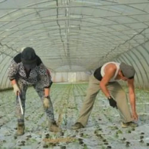 [ ECONOMIE - ARLES ] Travailleuses détachées à Arles, elles ont...