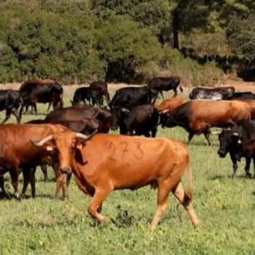 [FERIA]: Istres : la passion des Fano pour l'élevage de taureaux.