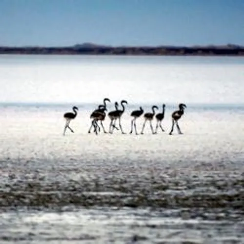 [ ECOPLANETE - CAMARGUE ] Montée des eaux : la Camargue menacée par...