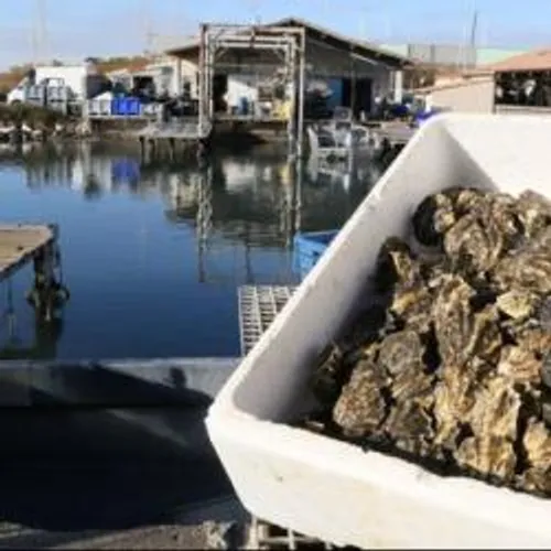 [ SANTE - ARLES ] Pays d'Arles : la pêche et la vente de...