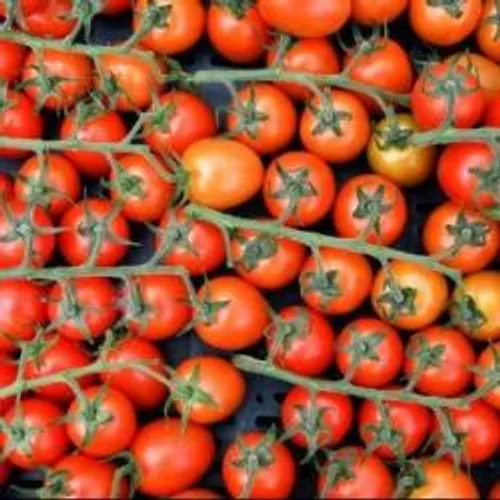 [ ALERTE INFO - FRANCE  ] Virus de la tomate : "surveillance...