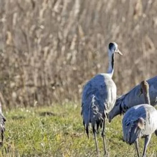 [ ENVIRONNEMENT - CAMARGUE ] Quand la grue cendrée s'empare de la...