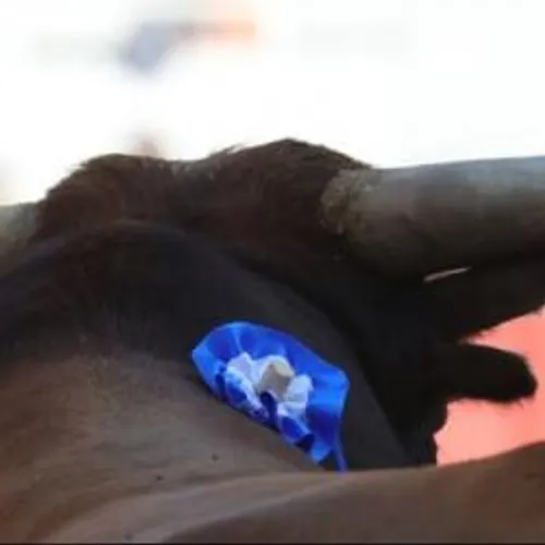 [ CULTURE ET TRADITION - CAMARGUE ] Feria de Pâques à Arles : le...