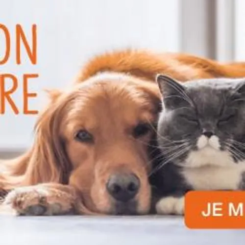 [ SOCIETE - FRANCE ] DEPLACEMENTS AUTORISES POUR L'ADOPTION...