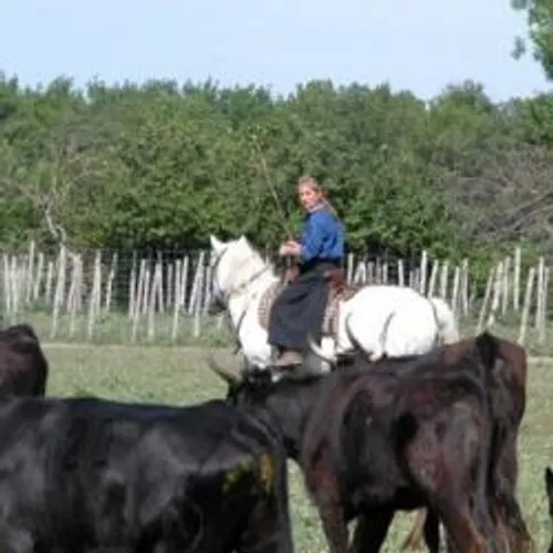 Coronavirus en Camargue : Privées de corridas, les manades «...