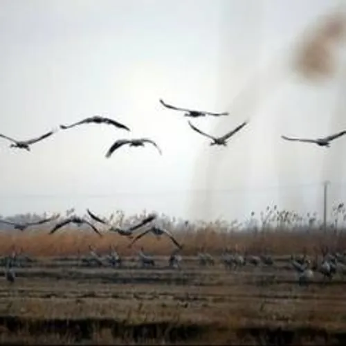 [ ENVIRONNEMENT - ARLES ] Dans le pays d'Arles, la nature...