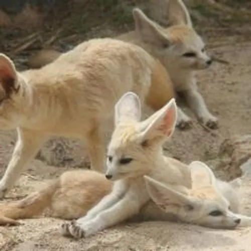 [ ENVIRONNEMENT - LA BARBEN ] La Barben : au parc zoologique, les...