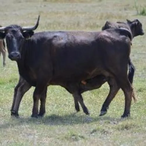 Les éleveurs de Camargue unis face aux conséquences dramatiques de...