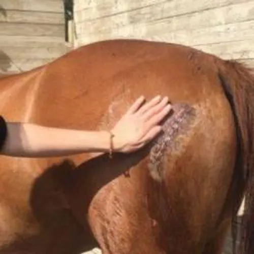 [ FAIT DIVERS - AVIGNON ] le cheval de l'artiste dresseur Olivier...