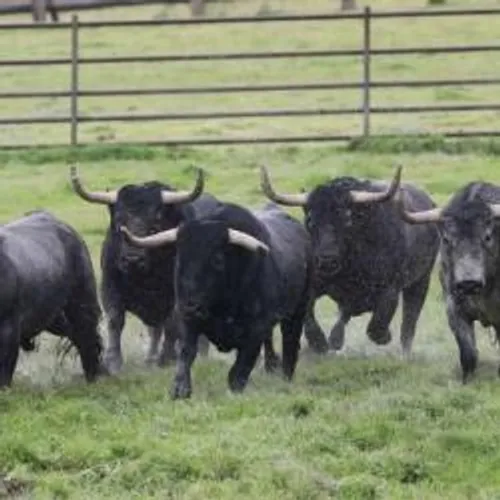 [ SOLIDARITE - NIMES ] La tombola solidaire des matadors de toros...