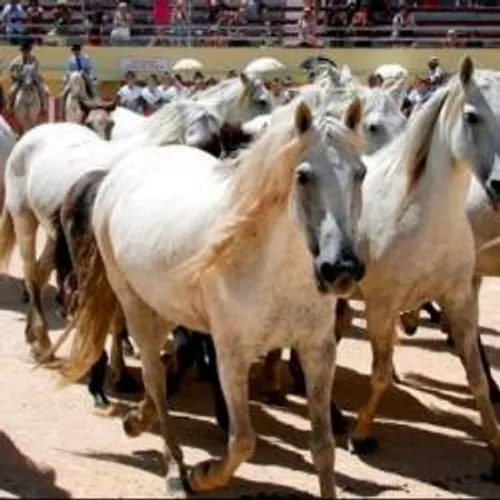 [ ECONOMIE - ARLES ] la fédération des manadiers en appelle aux maires