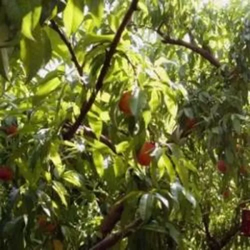 [ SANTE - PAYS D'ARLES ] Coronavirus : vaste campagne de dépistage...