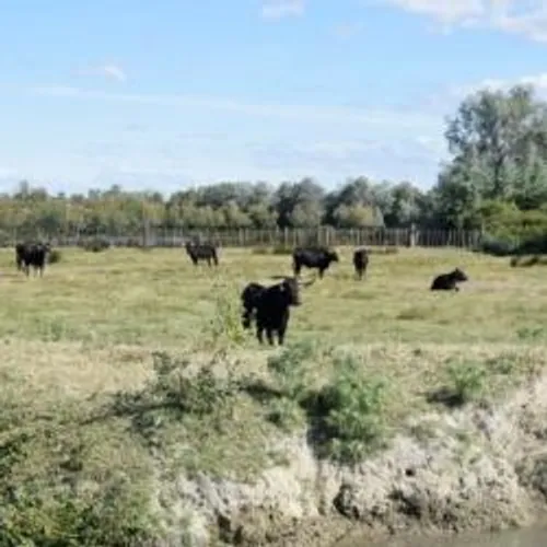 [ CULTURE ET LOISIR - GARD ] "L’été au campo" : toros, écologie et...