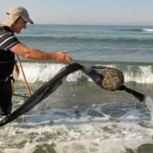 Les tellines n'en finissent pas de disparaître en Camargue.