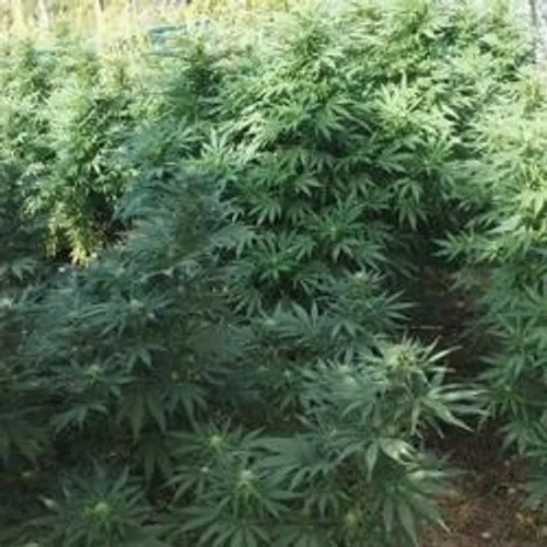 [SALON DE PROVENCE]: Les militaires sont tombés sur une trentaine...