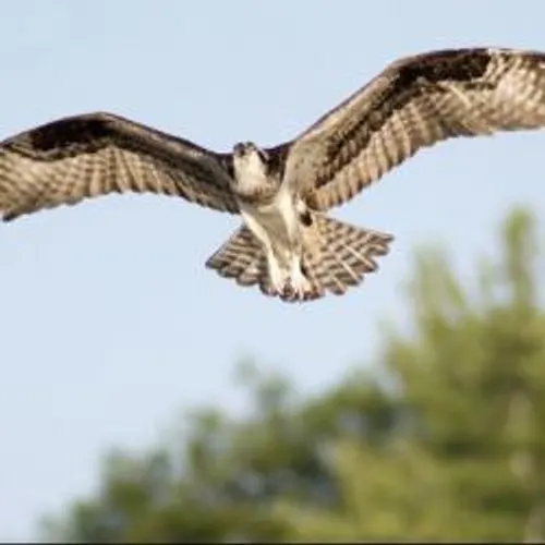 [LOISIRS]: journée mondiale du balbuzard pêcheur à Arles.