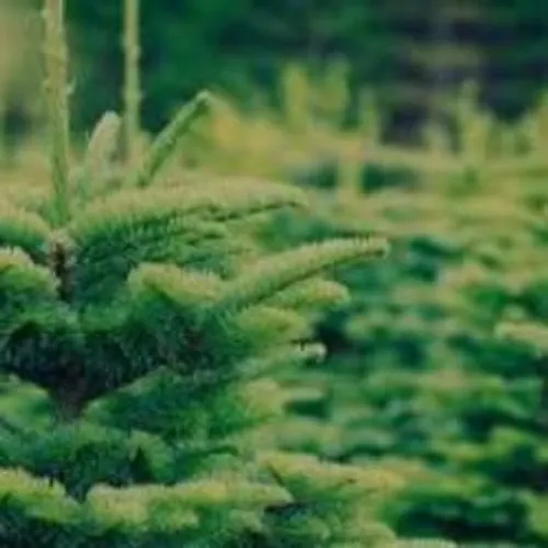 [ECONOMIE]: la magie de noël est de retour pour les fleuristes et...