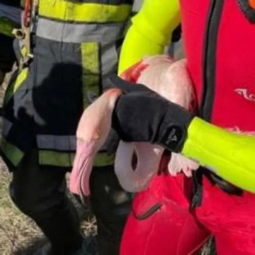 [PORT SAINT LOUIS]: les pompiers du département se sont déplacés...