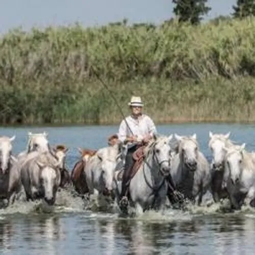[TRADITION]: Des attestations spéciales pour les manadiers.