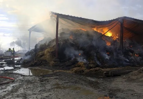 Près de 200 agneaux périssent dans les flammes en Camargue.
