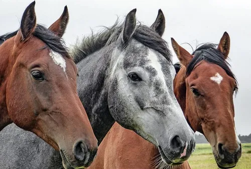 Gard : l'ex-manadier qui maltraitait ses chevaux condamné.