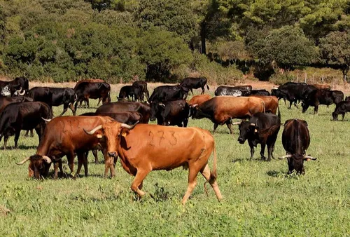[FERIA]: Istres : la passion des Fano pour l'élevage de taureaux.