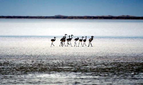 [ ECOPLANETE - CAMARGUE ] Montée des eaux : la Camargue menacée par...