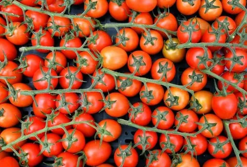 [ ALERTE INFO - FRANCE  ] Virus de la tomate : "surveillance...