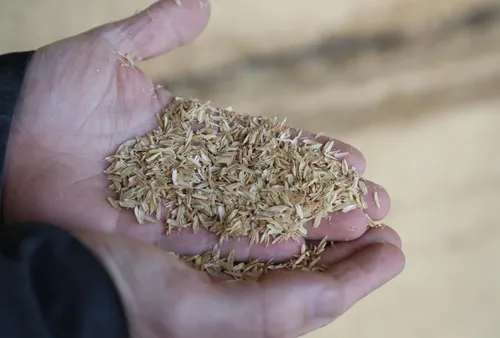 [ ECONOMIE - ARLES ] les riziculteurs européens défendent leurs...