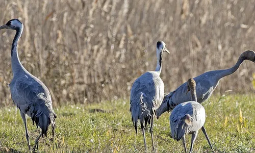 [ ENVIRONNEMENT - CAMARGUE ] Quand la grue cendrée s'empare de la...